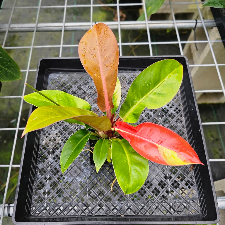 Philodendron Red Moon, Exact Plant Variegated