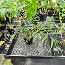 Load image into Gallery viewer, Philodendron Tortum exact plant, Fedex 2day*
