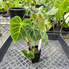 Load image into Gallery viewer, Philodendron Verrucosum Melon 2.5" pot, Fedex 2day*
