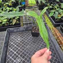 Load image into Gallery viewer, Philodendron Longilobatum Lelano Miyano, Exact Plant Ships Nationwide
