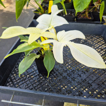 Load image into Gallery viewer, Philodendron Florida Ghost, Exact Plant Ships Nationwide
