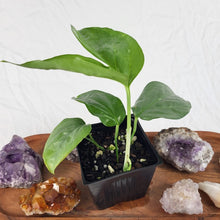 Load image into Gallery viewer, Amydrium Medium Silver 2.5" pot, Fedex 2day*
