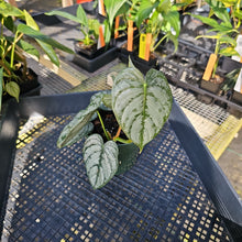 Load image into Gallery viewer, Philodendron Brandtianum, Exact Plant Ships Nationwide
