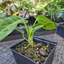 Load image into Gallery viewer, Anthurium Warocqueanum, Queen, Exact Plant Ships Nationwide

