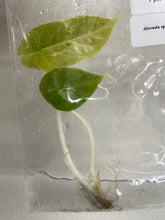 Load image into Gallery viewer, Alocasia Sedenii Aurea variegated tissue culture 2DayAir
