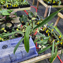 Load image into Gallery viewer, Philodendron Bicolor, Exact Plant Ships Nationwide
