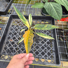 Load image into Gallery viewer, Philodendron Caramel Marble, Exact Plant Variegated Ships Nationwide
