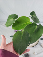 Load image into Gallery viewer, Rugosum, exact plant, Philodendron, ships nationwide

