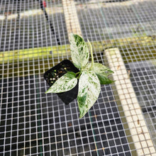 Load image into Gallery viewer, Epipremnum Pinnatum Marble, Exact Plant Variegated Ships Nationwide
