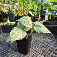 Load image into Gallery viewer, Scindapsus Peasun, Exact Plant Variegated Ships Nationwide
