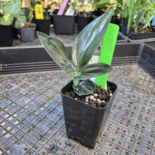 Load image into Gallery viewer, Scindapsus Treubii Dark Form, Exact Plant Ships Nationwide
