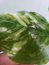 Load image into Gallery viewer, Lechleriana, exact plant, variegated Monstera, ships nationwide

