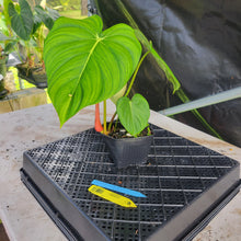 Load image into Gallery viewer, Philodendron Pastazanum, Exact Plant Ships Nationwide
