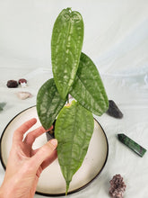 Load image into Gallery viewer, SP. Limon, Exact Plant, Anthurium
