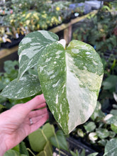 Load image into Gallery viewer, Monstera Deliciosa Creme Brulee variegated 2.5" pot, Fedex 2day*

