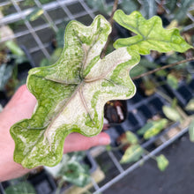 Load image into Gallery viewer, Alocasia Jacklyn Aurea variegated 2.5" pot, Fedex 2day*
