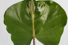 Load image into Gallery viewer, Alocasia Macrorrhiza &#39;Stingray&#39; Exact Plant
