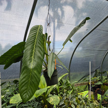 Load image into Gallery viewer, Anthurium Spectabile Wide Form exact plant, Fedex 2day*
