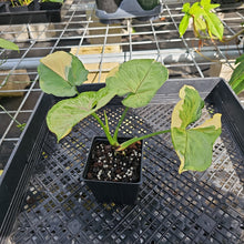 Load image into Gallery viewer, Syngonium Mango Allusion, Orm Thong, Exact Plant Variegated Ships Nationwide

