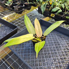 Load image into Gallery viewer, Philodendron Whipple Way, Exact Plant Variegated Ships Nationwide
