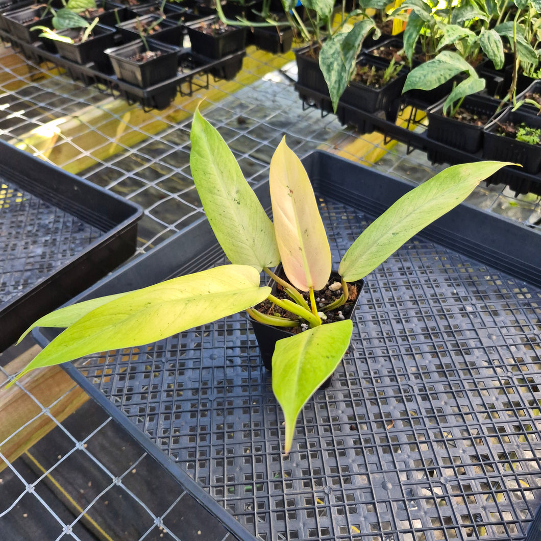 Philodendron Whipple Way, Exact Plant Variegated Ships Nationwide