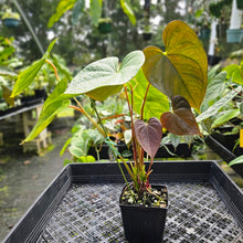 Load image into Gallery viewer, Anthurium Red Beauty, Exact Plant Multi top plant
