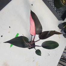 Load image into Gallery viewer, Philodendron Pink Princess, Exact Plant Variegated Ships Nationwide
