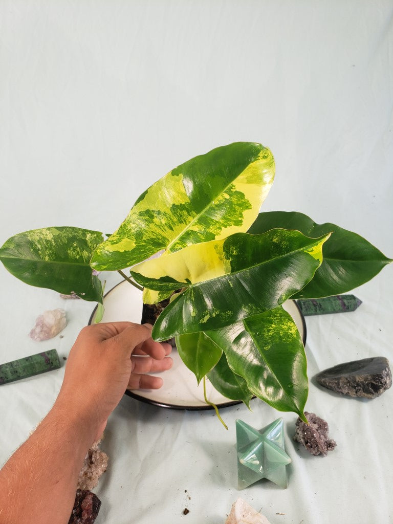 Burle Marx, Exact Plant, variegated Philodendron