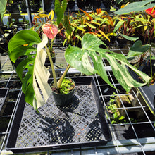 Load image into Gallery viewer, Monstera Borsigiana Albo Deliciosa Variegated exact plant, Fedex 2day*
