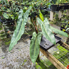 Load image into Gallery viewer, Philodendron Sp. Napo, Betsyii exact plant, Fedex 2day*
