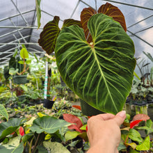 Load image into Gallery viewer, Philodendron Verrucosum Amazon Sunset exact plant, Fedex 2day*
