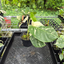 Load image into Gallery viewer, Monstera Borsigiana Albo Deliciosa, Exact Plant Variegated Ships Nationwide
