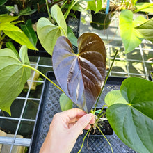 Load image into Gallery viewer, Anthurium Red Beauty, Exact Plant
