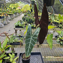 Load image into Gallery viewer, Alocasia Longiloba, Denudata, Exact Plant
