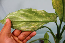 Load image into Gallery viewer, Variegated Aglaonema Silver Queen Ice Queen Exact Plant
