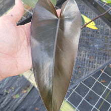 Load image into Gallery viewer, Philodendron Majesty, Exact Plant Ships Nationwide
