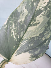 Load image into Gallery viewer, Silver Sword, exact plant, variegated Philodendron Hastatum, ships nationwide
