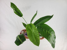 Load image into Gallery viewer, Anthurium Spectabile Wide Form, Exact Plant Ships Nationwide
