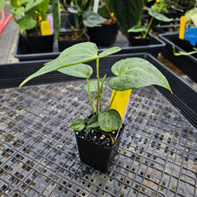 Load image into Gallery viewer, Anthurium Macrolobium 2.5&quot; Pot, Fedex 2 day*
