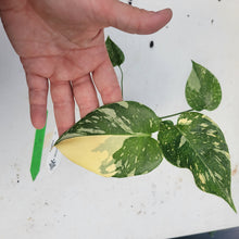 Load image into Gallery viewer, Monstera Deliciosa Creme Brulee, Exact Plant Variegated Ships Nationwide
