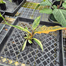 Load image into Gallery viewer, Philodendron Caramel Marble, Exact Plant Variegated Ships Nationwide
