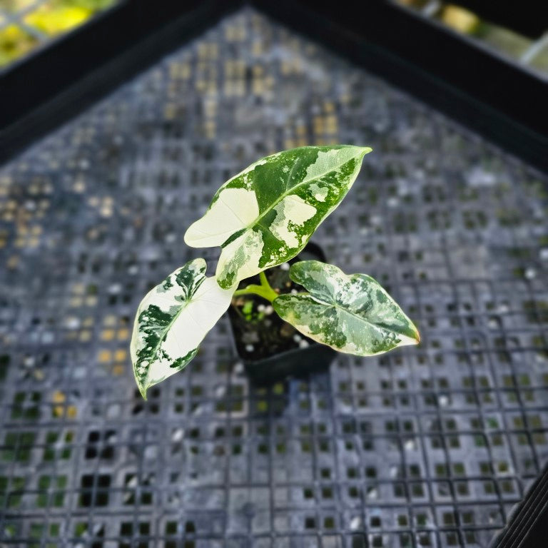 Alocasia Frydek, Exact Plant Variegated