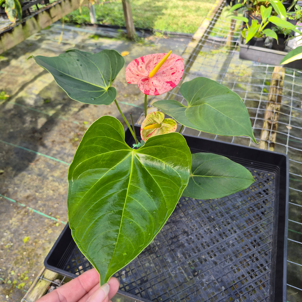 Anthurium Shibori, Exact Plant Variegated