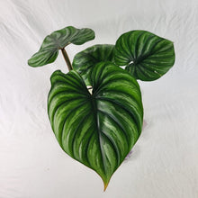 Load image into Gallery viewer, Philodendron Plowmanii, Exact Plant Wide Form Ships Nationwide
