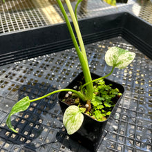 Load image into Gallery viewer, Monstera Deliciosa White Monster , Exact Plant Variegated Ships Nationwide
