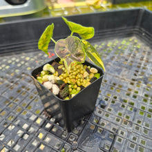 Load image into Gallery viewer, Alocasia Azlanii Aurea variegated , Exact Plant Ships Nationwide

