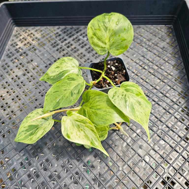 Philodendron Hederaceum, Heart Leaf, Exact Plant Variegated Ships Nationwide