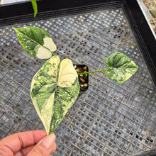 Load image into Gallery viewer, Alocasia dragon scale albo Exact Plant Ships Nationwide
