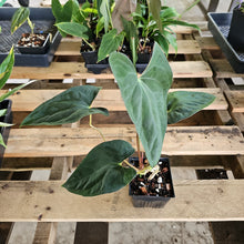 Load image into Gallery viewer, Anthurium Papillilaminum Fort Sherman, Exact Plant Ships Nationwide
