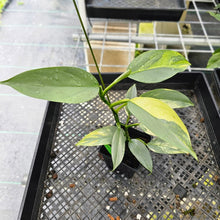 Load image into Gallery viewer, Philodendron Hastatum Silver Sword, Exact Plant Variegated Ships Nationwide
